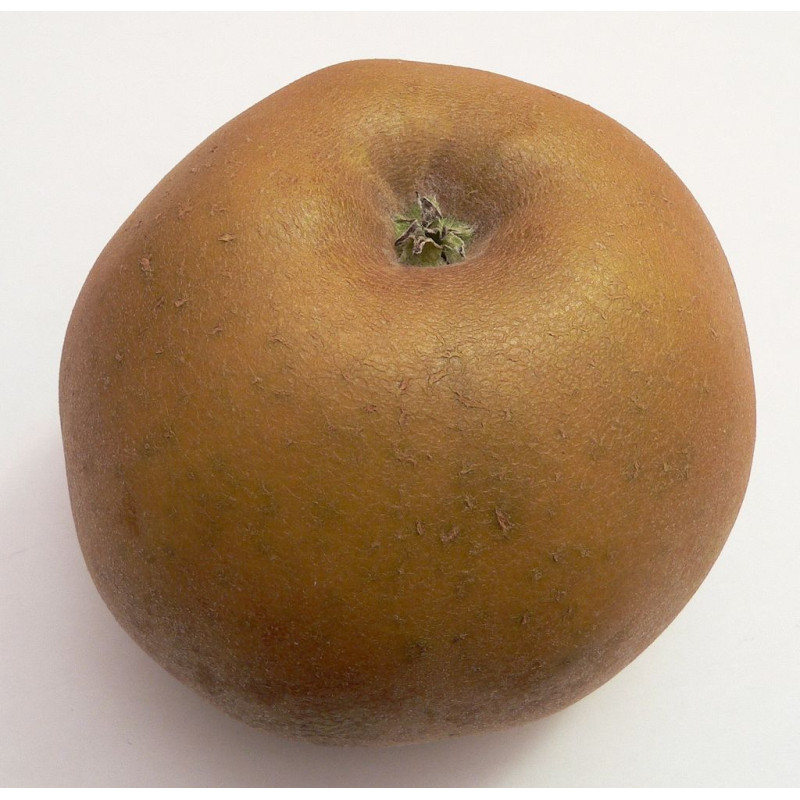 Scion de Pommier Reinette du Canada cultivé dans le Tarn - assez résistant tavelure - compatible Agriculture Biologique