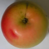 Scion de Pommier Blanche d'Espagne cultivé dans le Tarn - assez résistant tavelure - compatible Agriculture Biologique