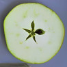 Scion de Pommier London Pippin cultivé dans le Tarn - assez résistant tavelure - compatible Agriculture Biologique