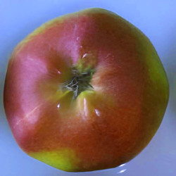 Scion de Pommier London Pippin cultivé dans le Tarn - assez résistant tavelure - compatible Agriculture Biologique