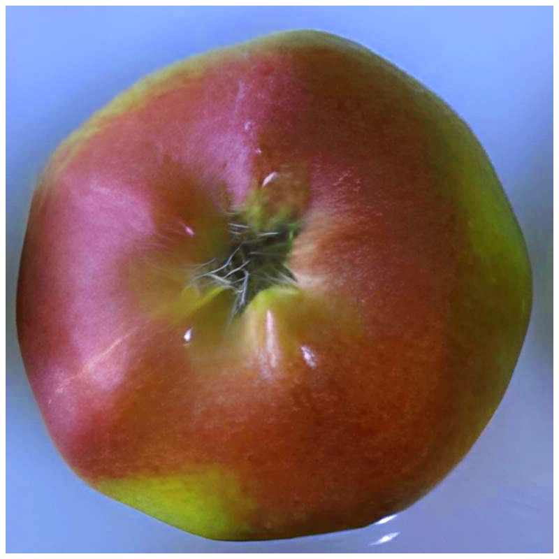 Scion de Pommier London Pippin cultivé dans le Tarn - assez résistant tavelure - compatible Agriculture Biologique